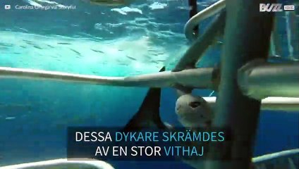 Dykare i bur attackeras av gigantisk vithaj