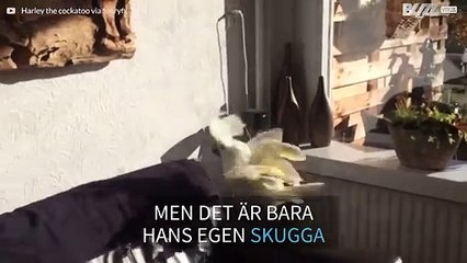 Kakadua blir förvirrad av sin egen skugga
