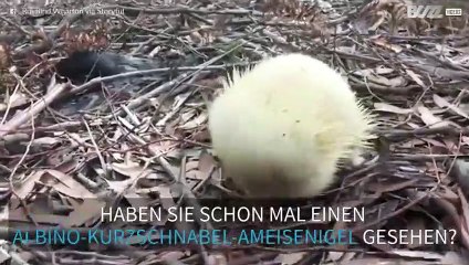 So sieht ein Albino-Kurzschnabel-Ameisenigel aus