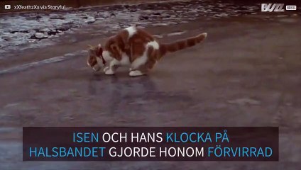 En katt ute på hal is!