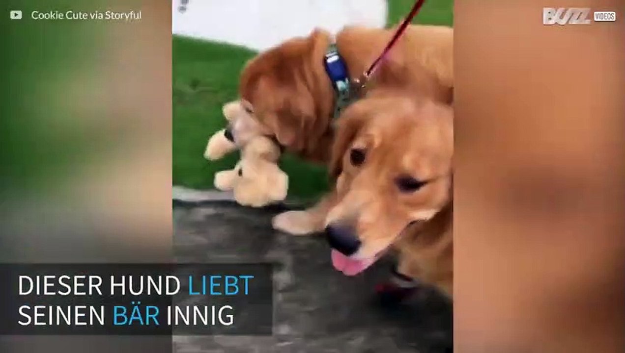 Golden Retriever gibt den Bär nicht her!