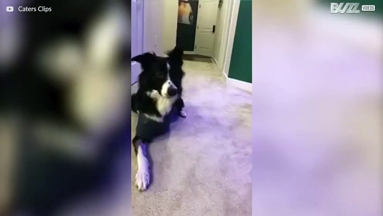 Dreibeiniger Hund mit Humor