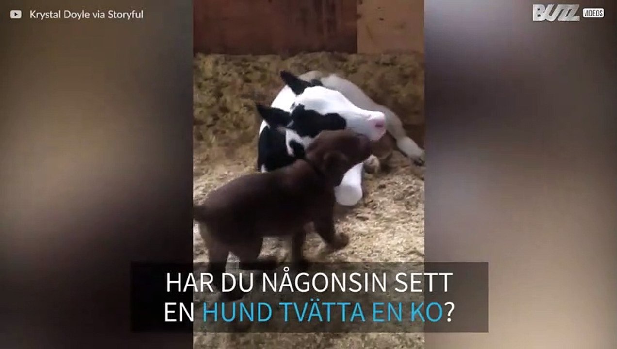 Hundvalp hjälper ko att bli ren!