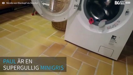 Mingris älskar att ta ut den rena tvätten!