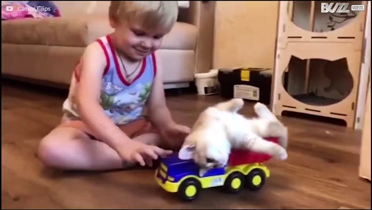 Süße Katzenabenteuer