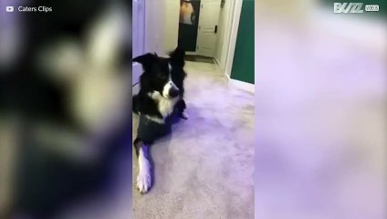 Trebent hund apporterar med sitt "ben"