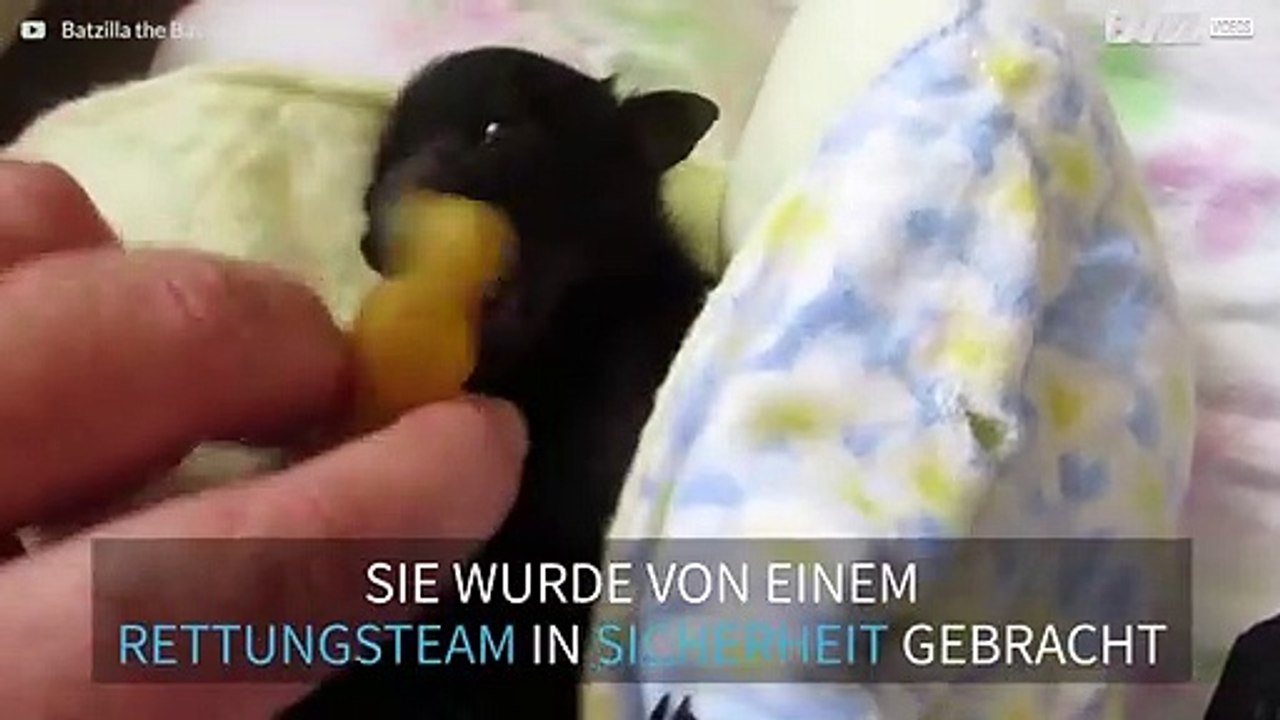 Baby-Fledermaus gerettet, nachdem ihre Mutter gestorben war