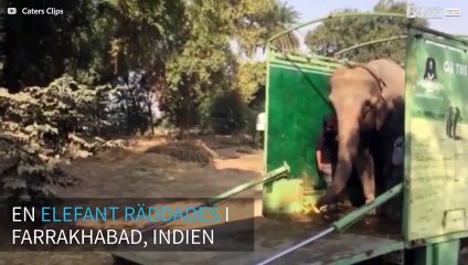 Elefant räddad efter 40 år i fångenskap