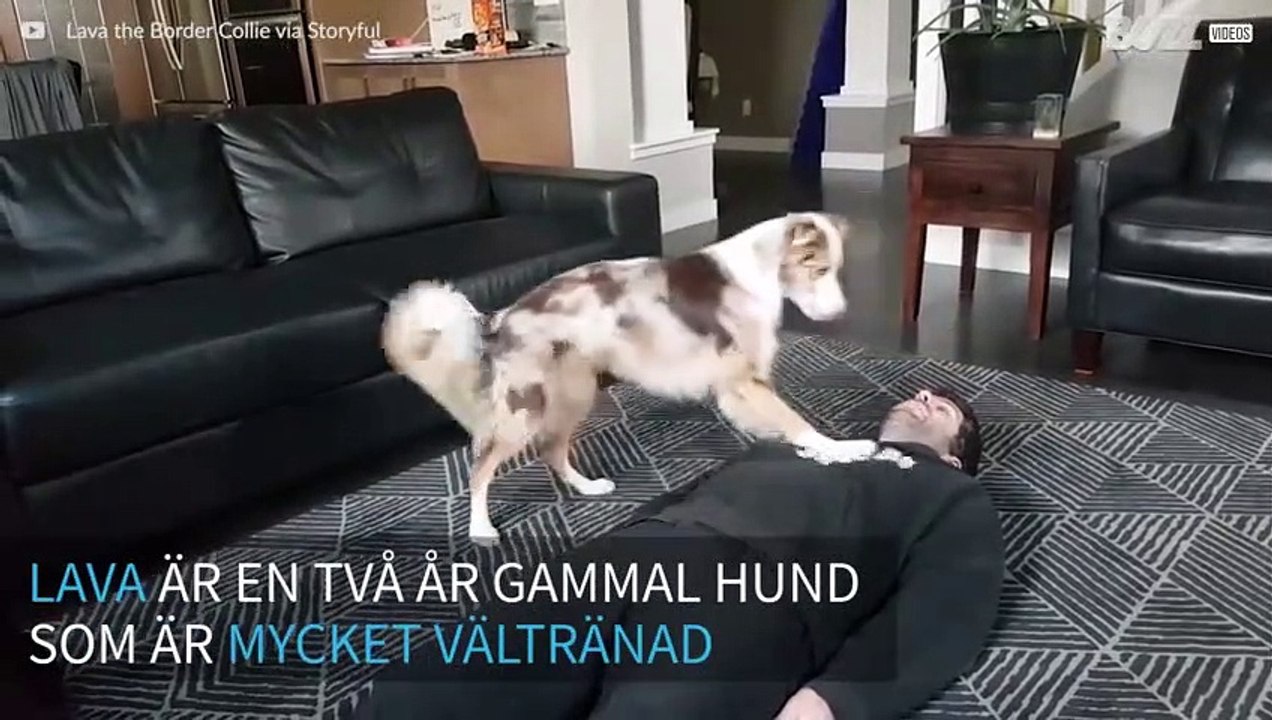 Hund lär sig att göra hjärt- och lungräddning på människor