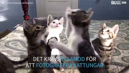 Såhär gör du för att fotografera en kull med kattungar
