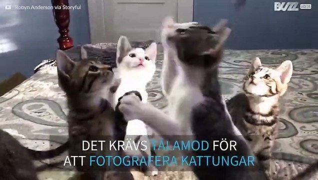 Såhär gör du för att fotografera en kull med kattungar