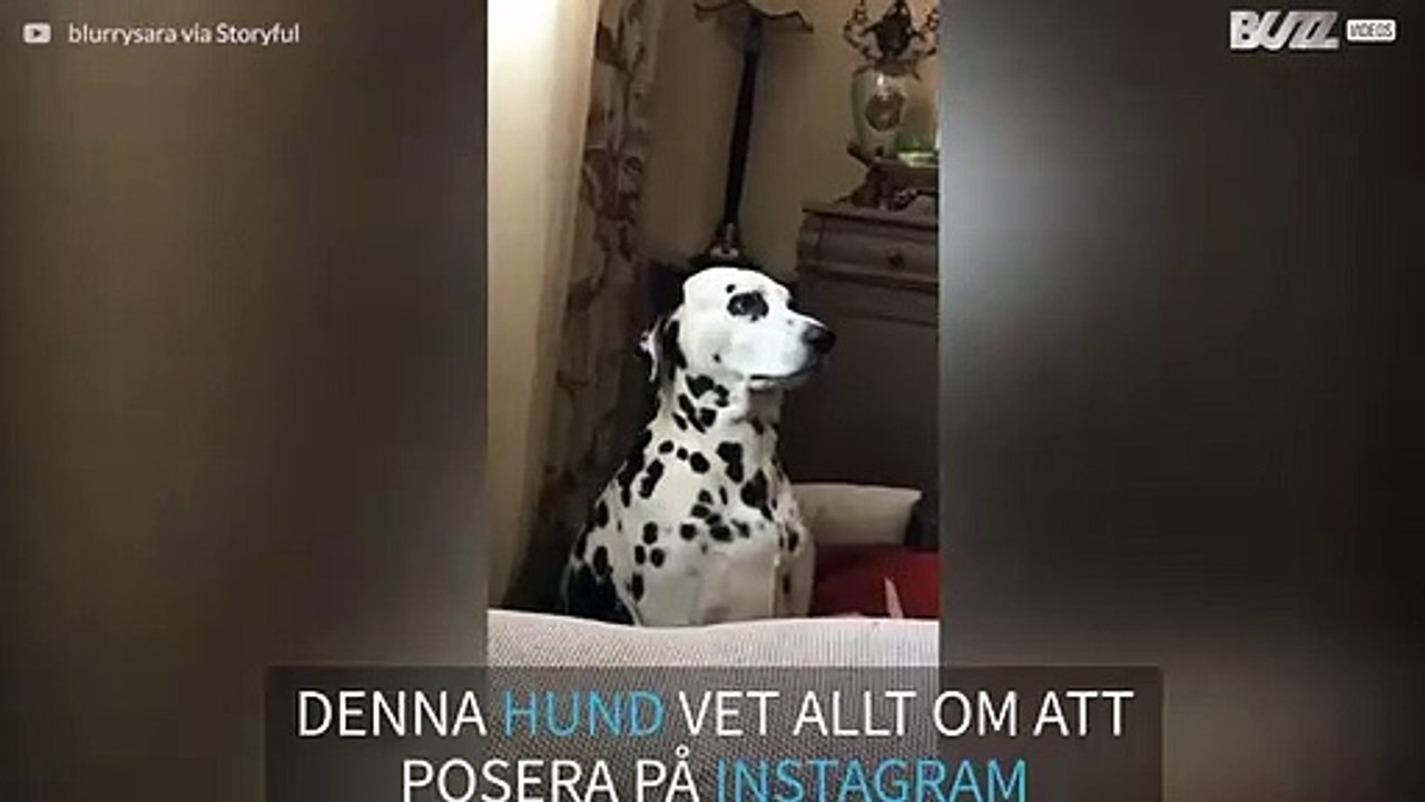 Denna hund vet precis hur man poserar på Instagram