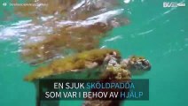 Sjuk sköldpadda blir räddad från havet