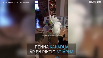 Kakadua sjunger med en kopp som mikrofon