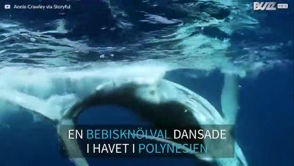 En lekfull bebisval dansar inför kameran