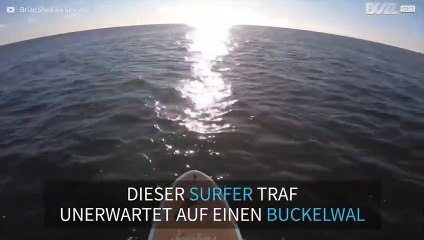 Stand Up Paddler trifft auf Buckelwal