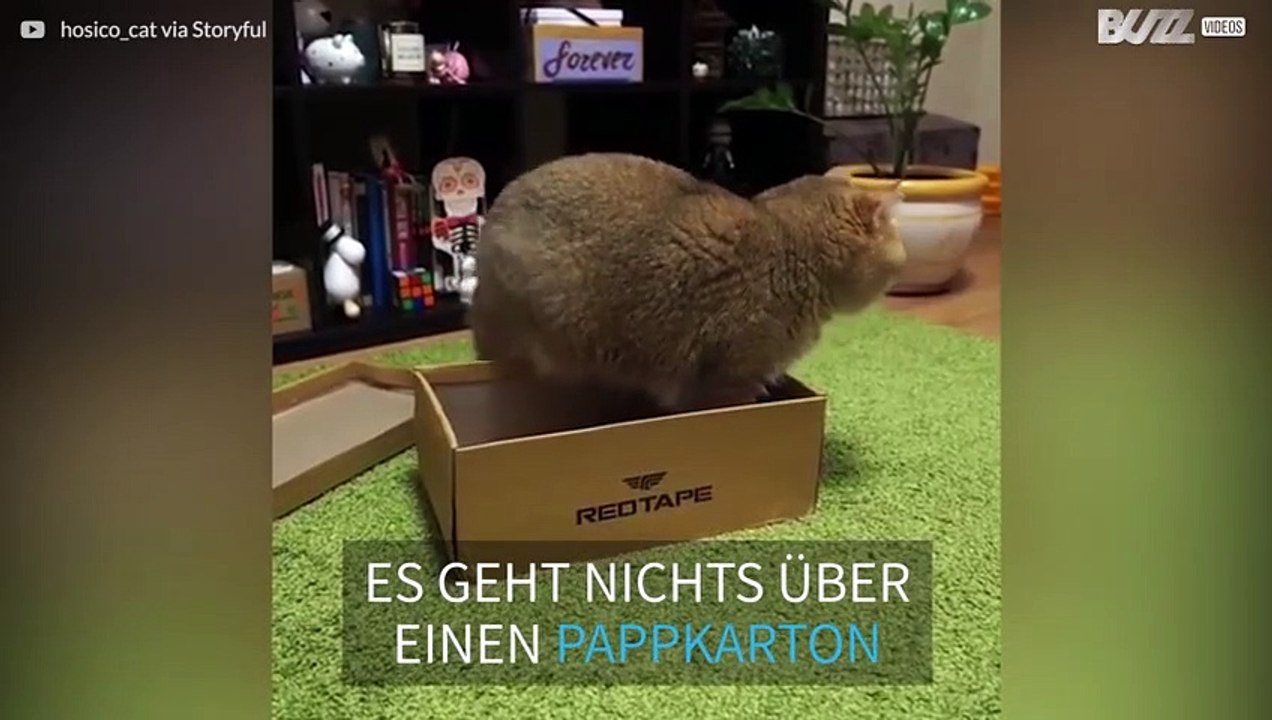 Süße Katze in ihrer Lieblingskiste