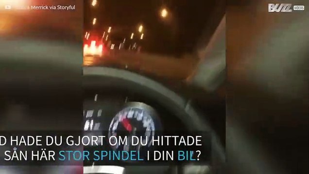 Gigantisk spindel invaderar en bil och skrämmer livet ur föraren