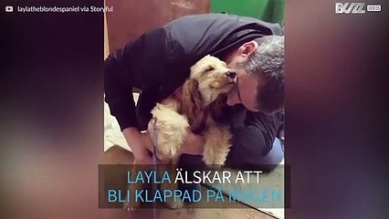 Valp som älskar klappar på magen