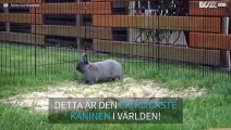 Den mest energiska kaninen någonsin!