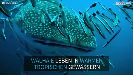 Walhaie – die friedlichen Giganten der Meere