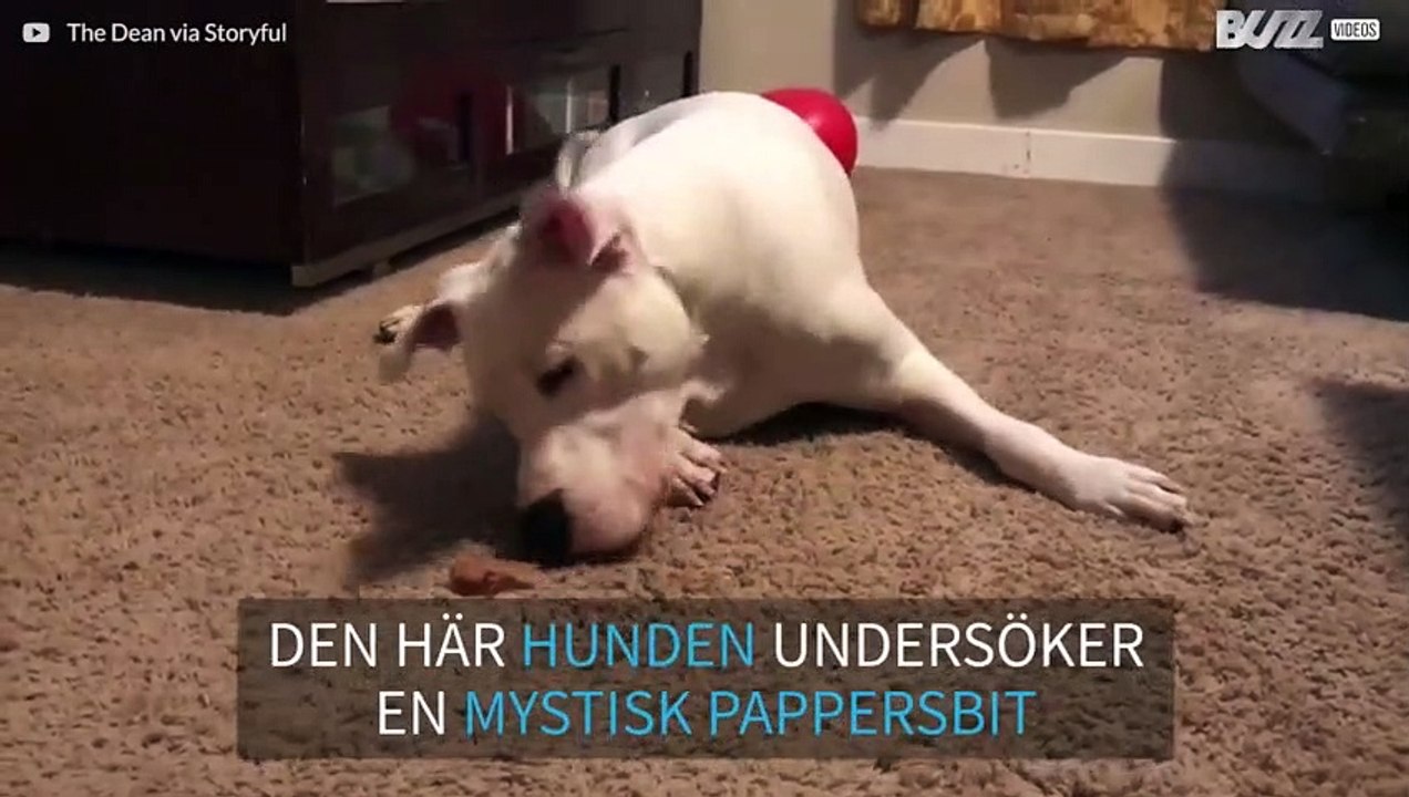 Pitbull reagerar roligt på en bit papper