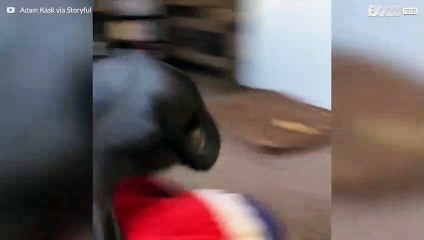 Hund försöker hoppa till soffan men hamnar på golvet