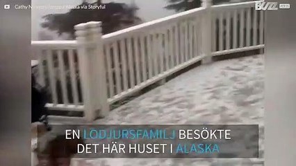 En lodjursfamilj leker på en bakgård i Alaska