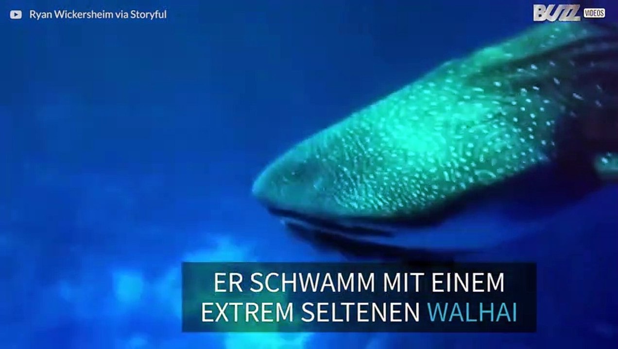 Taucher trifft auf extrem seltenen Walhai!