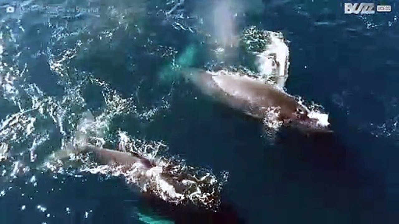 Knölvalar simmar utanför Kaliforniens kust