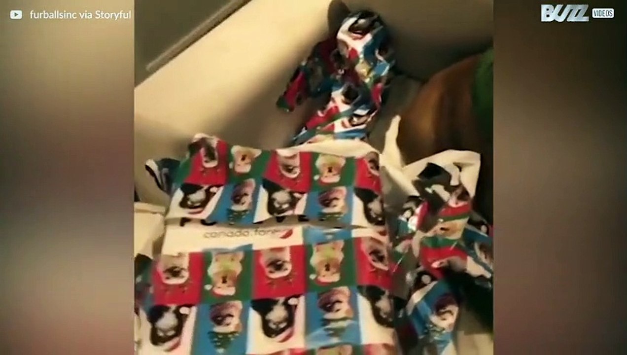 Diese Tiere sind in Weihnachtsstimmung