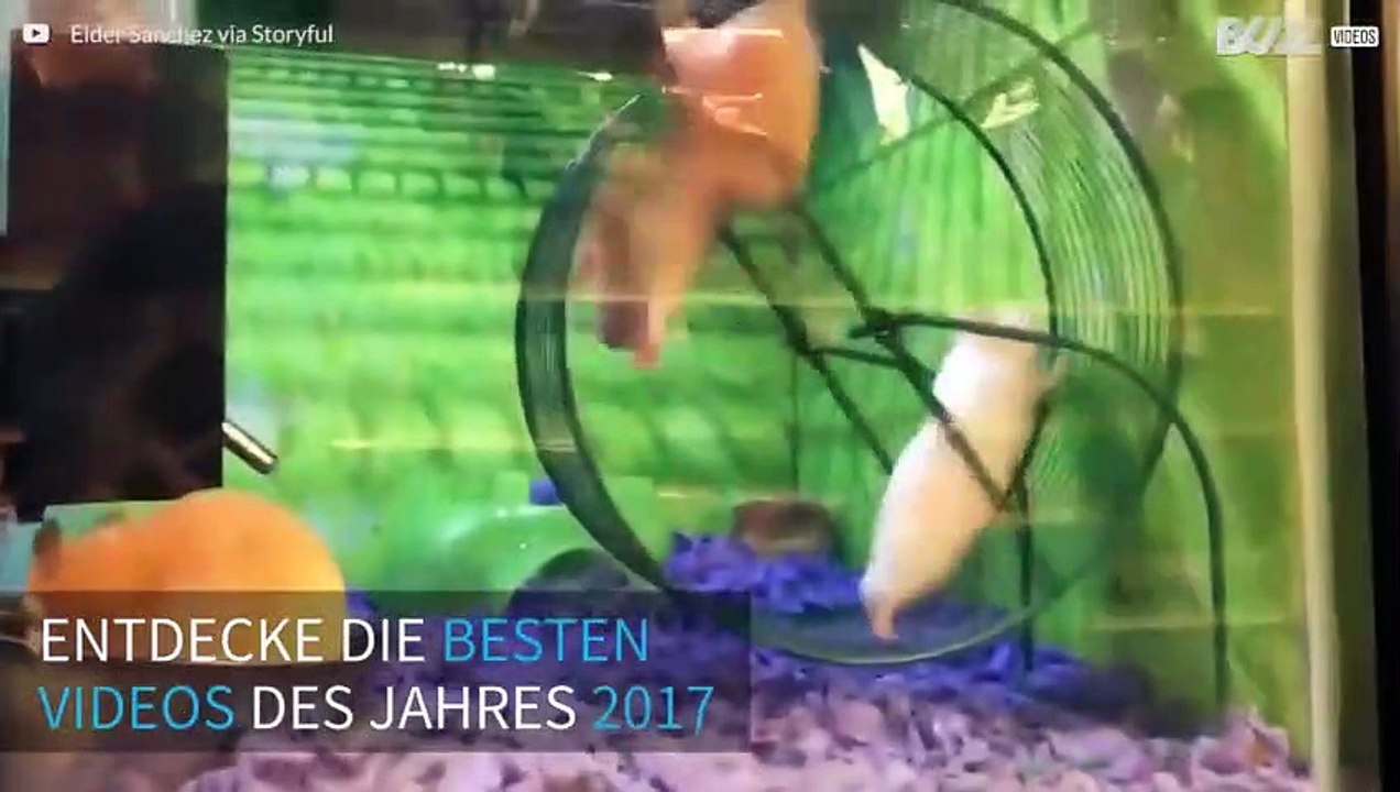 Die besten Videos des Jahres 2017