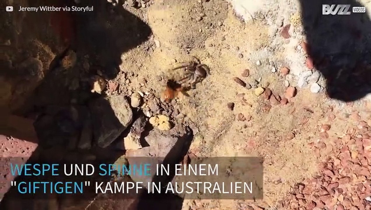 Wespe vs. Spinne ein tödliches Duell der Gifttiere in Australien