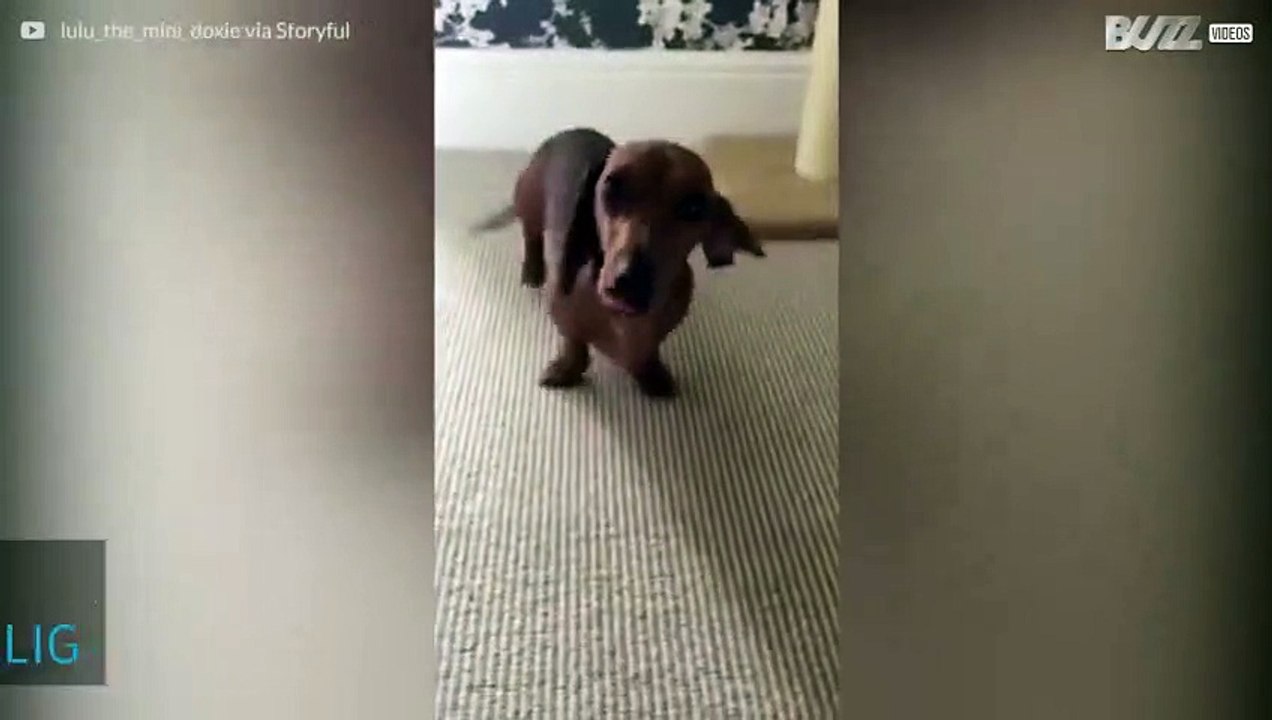 Hunden Lulu som dansar när hon är glad!