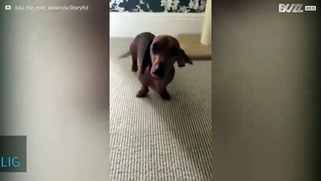 Hunden Lulu som dansar när hon är glad!