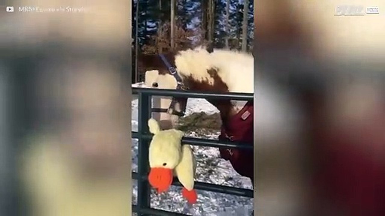 Pferd vergnügt sich mit seinem neuen Spielzeug im Schnee!