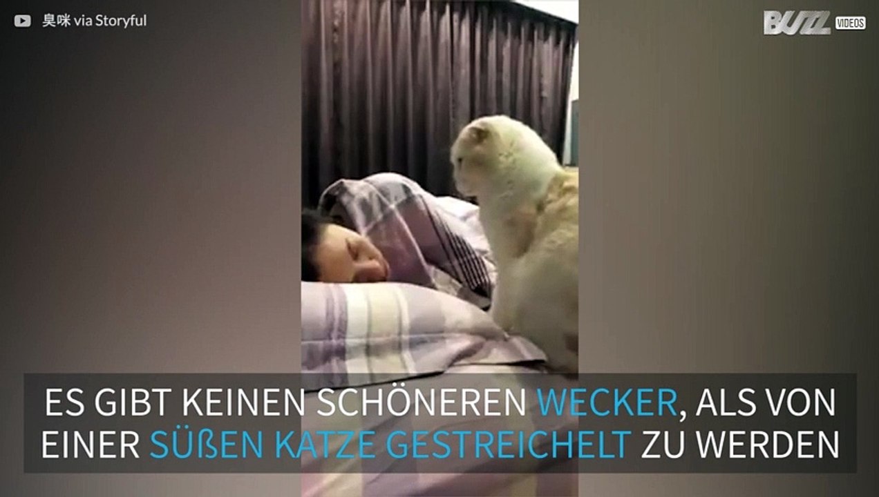 Hungrige Katzen sind ein niedlicher Wecker