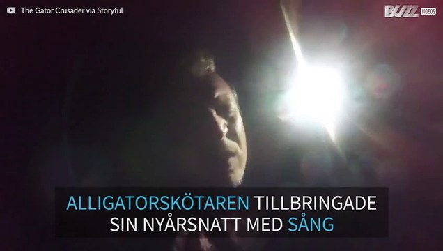 Man sjunger för att lugna ner sina alligatorer på nyårsafton