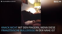 Diese französische Bulldogge dreht durch, wenn man mit den Fingern knackt