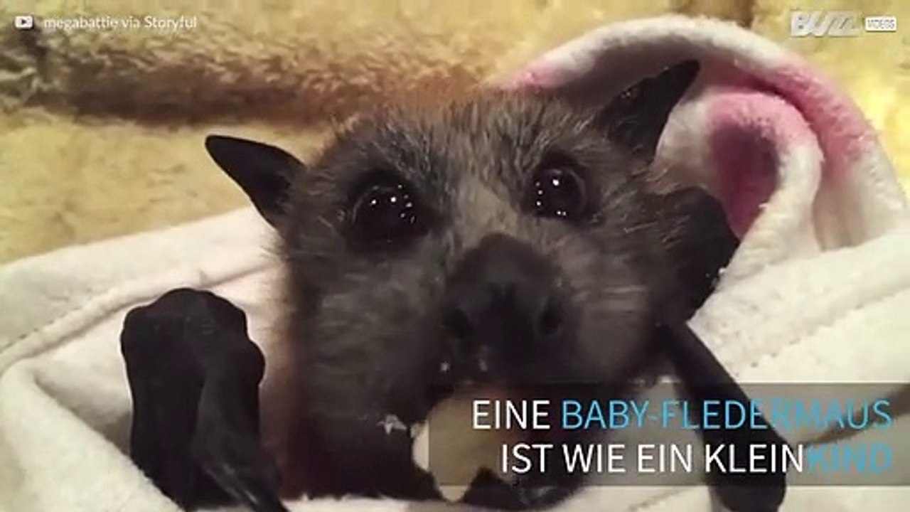 Baby-Fledermaus frisst Früchte