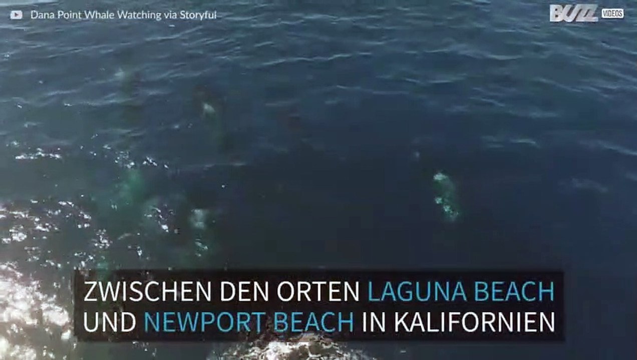 Gruppe von Orcas in Kalifornien gesichtet
