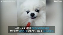 Den här hunden gör allt för att skydda sitt godis