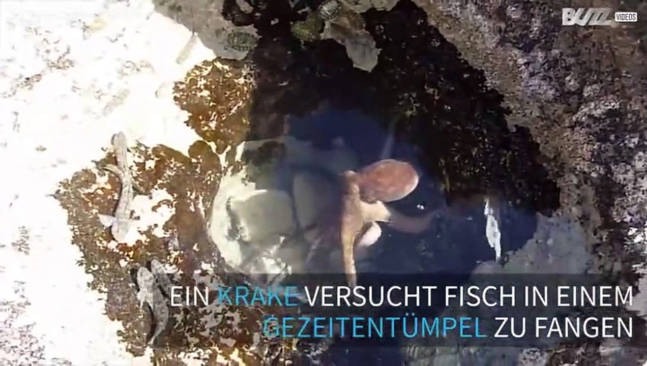 Räuberischer Krake bei der Jagd