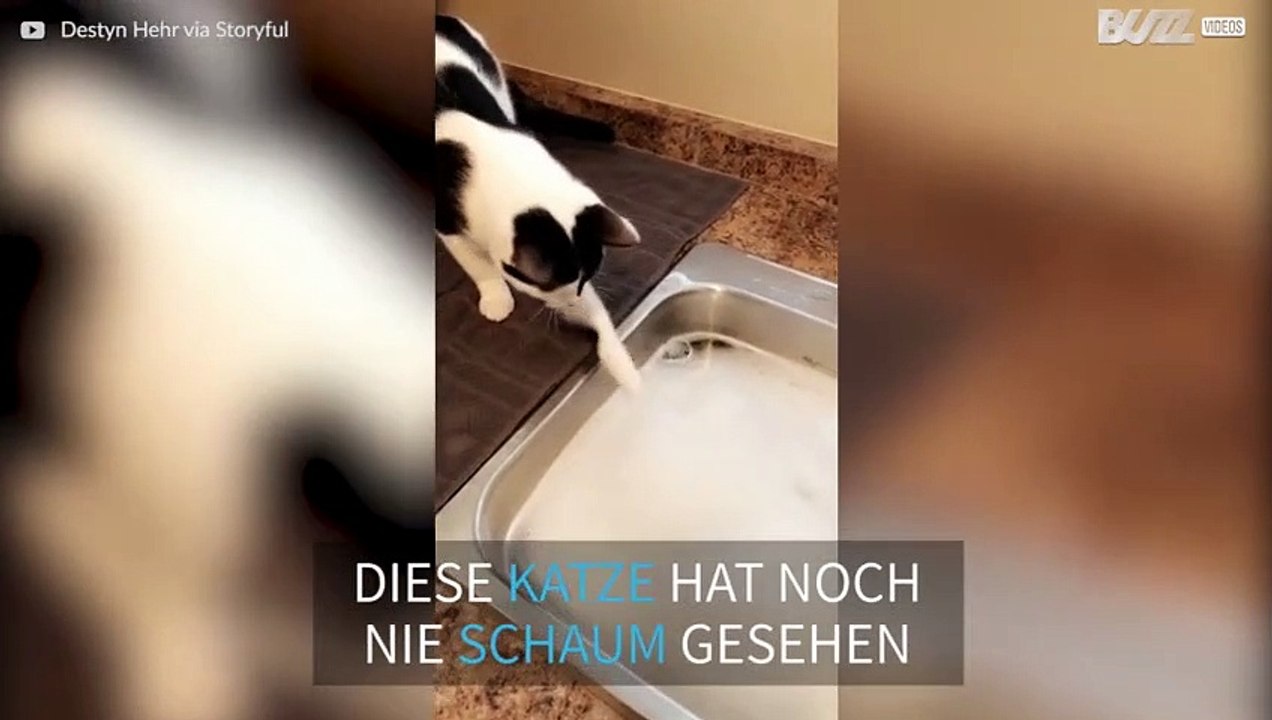 Niedlich! Neugierige Katze inspiziert Schaumbad