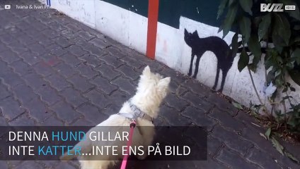 Hund blir rädd för en bild av en katt