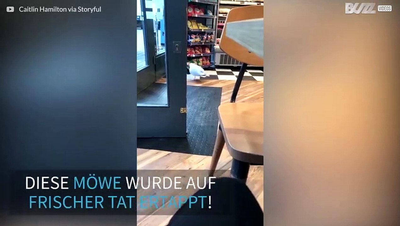 Möwe klaut Chips aus Geschäft