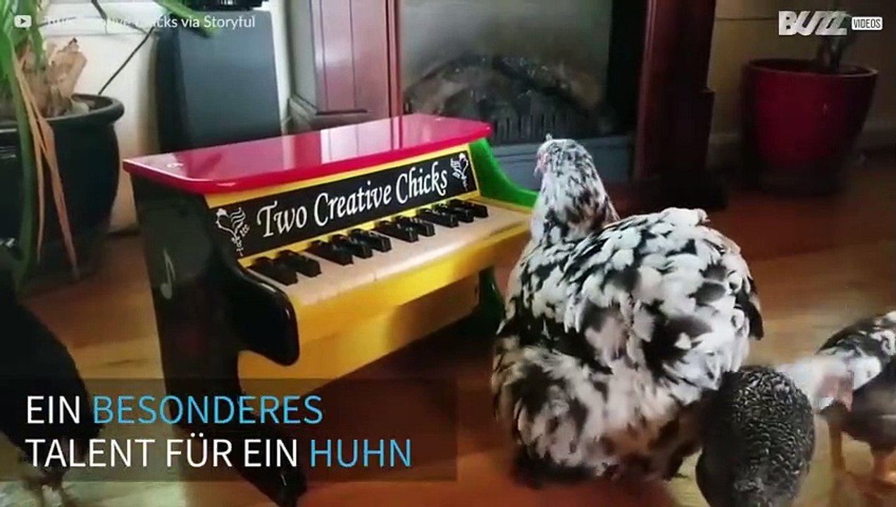 Huhn spielt Klavier