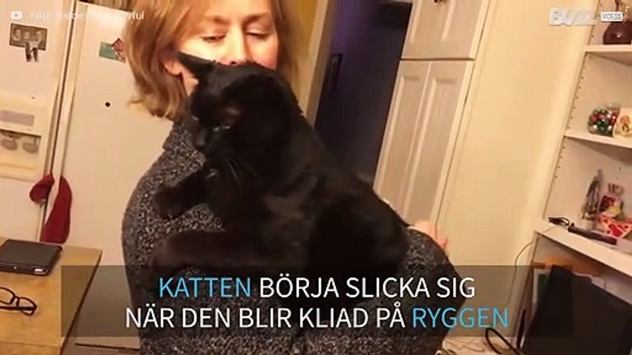 Katt reagerar roligt på ryggkli!