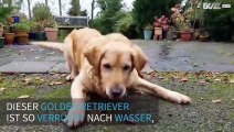 Retriever ist in seinem Element - in kleinen Dosen