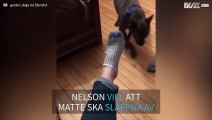 Hund hjälper matte av med strumporna efter en jobbig dag